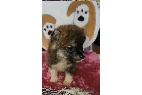 販売中の福岡県のミックス犬-345471の7枚目
